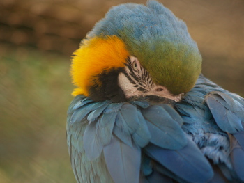 グリーンセンター