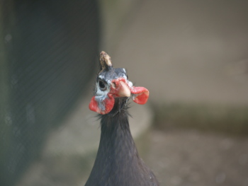 グリーンセンター