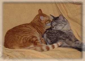 グルーミング２