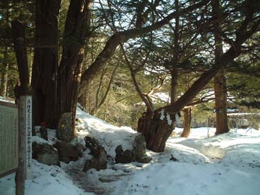 早池峰神社夫婦イチイ