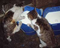 遠野 ＭＩＬＫ猫