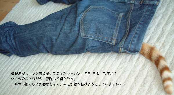 ジーンズを穿いたモモ／Momo who is wearing Jeans_1