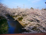 五条川のさくら