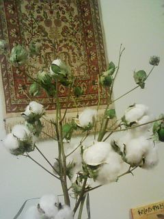 071031_cotton.jpg