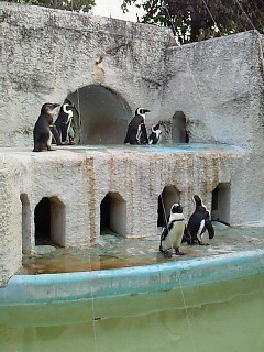 ペンギン.jpg