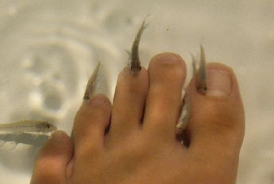 ﾄﾞｸﾀｰﾌｲｯｼｭ