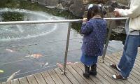 おさかな舘・鯉