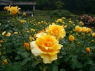 神代植物園