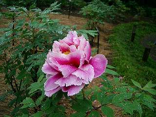 神代植物園