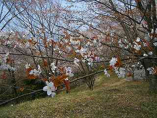 美の山