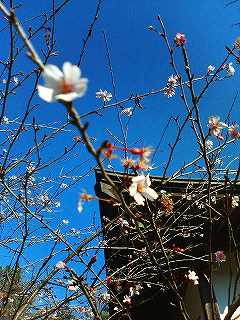 竹寺