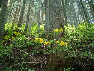 生藤山