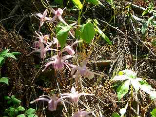 生藤山