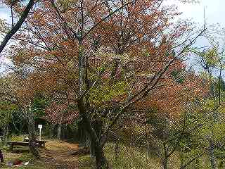 生藤山