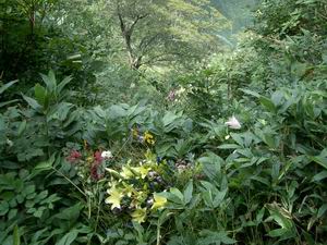 谷川岳供花