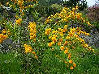 生藤山