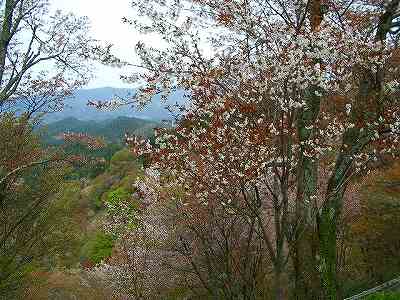 吉野山