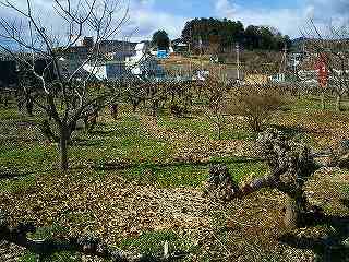 日和田山