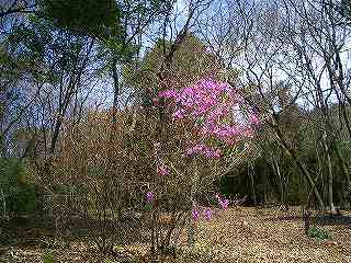 みかも山