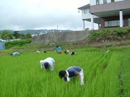 草取り作業中