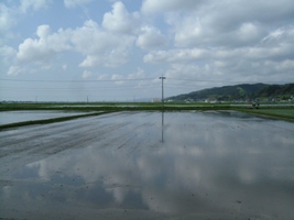 田んぼと空