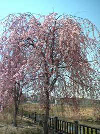 しだれ桜