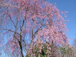 霞城桜