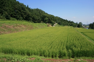 穂酔田んぼ070812