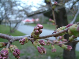 桜つぼみ