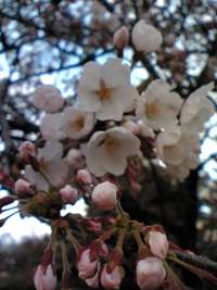 夜酒教室桜