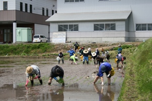 田植え作業