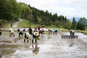 田植え作業2