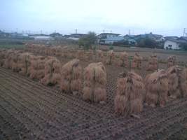 天日干し