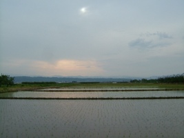 田んぼ夕日