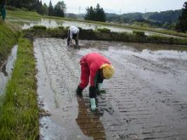 田植