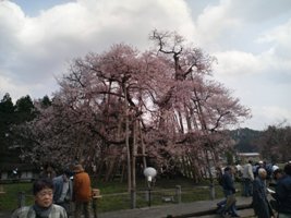 久保桜全景