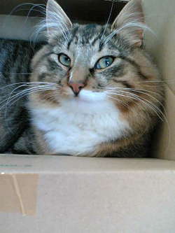 新しい箱は最高にゃ