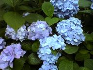 DSC00285-1.JPG