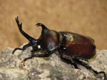 ホワイトアイカブトムシ