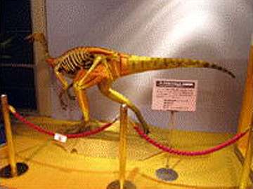 恐竜展２００７