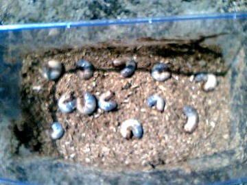 ムシキングＪｒ．