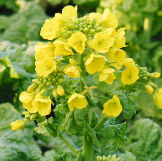 日々谷菜の花