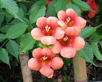 のうぜんかずら