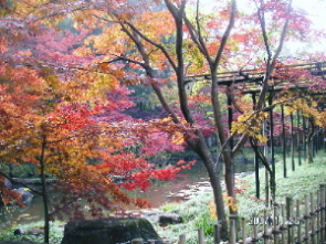 本土寺蓮池紅葉