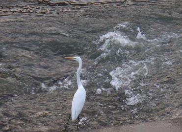 濁流のコサギ