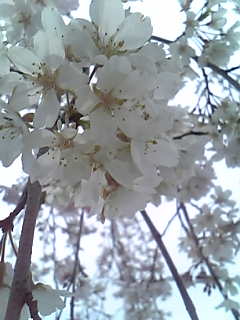 お花見・桜アップ