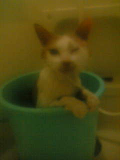 猫５月風呂