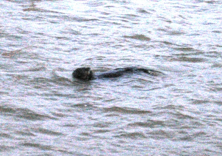 090324くーちゃん