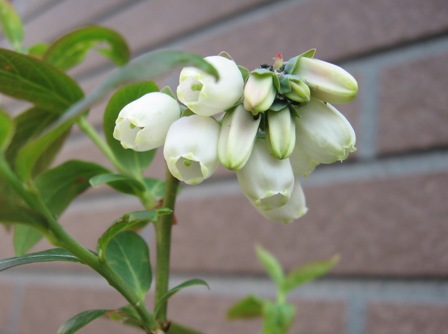 090505ブルーベリー