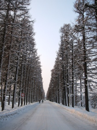 090122カラマツ並木